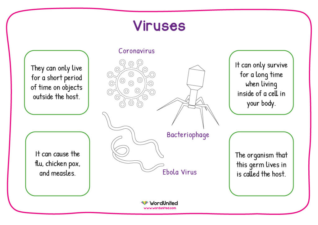 Types Of Germs Sorting Activity WordUnited