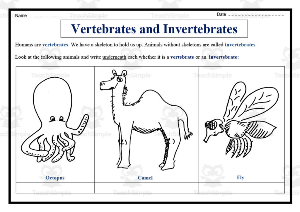 Vertebrates And Invertebrates Worksheet By Teach Simple Vertebrates And Invertebrates Worksheet By Teach Simple