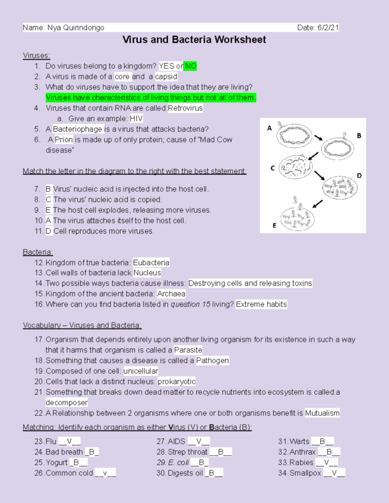 Virus And Bacteria Worksheet Study Guide For Biology 101 Studocu